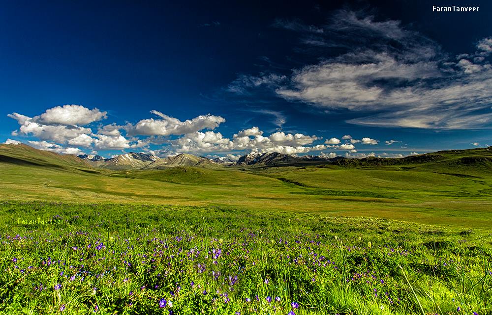EcoVibeExplorer's tweet photo. Deosai, "the land of Giants". Balti people call this place 'Ghbiarsa' referring to 'Summer's Place' because it is only accessible in summer. The Deosai National Park is located between Kharmang, Astore and Skardu in Gilgit Baltistan, Pakistan.
Credits: https://t.co/81ClVLCoyY https://t.co/KiGbCTKo59