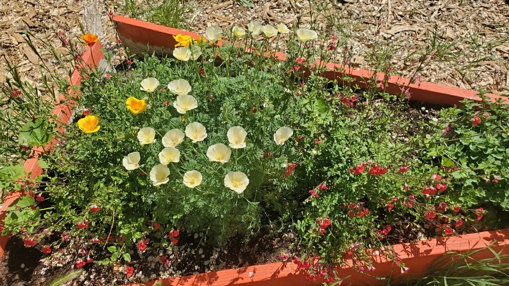 We sure do miss our students. It warms our hearts to see the garden they've plant flourish while we are away! Thank you Miss Cindy <a href="/sun_asp/">SunTerraceASP</a> and @mandi_smithml for taking care of our garden!