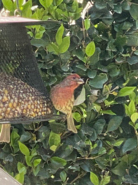 marksweettweet's tweet photo. Another day at the office, practicing Social Distancing. 
#socialdistancing #alonetogether #birds #backyard https://t.co/enSfPmKpsn