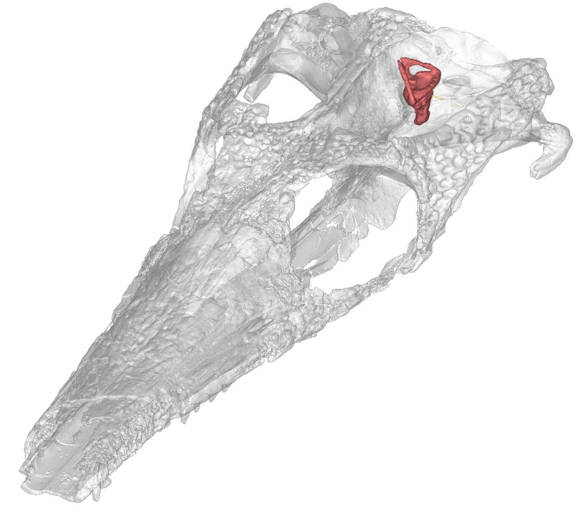 We looked at the vestibular system of the inner ear, which senses balance and equilibrium. To do so, we CAT scanned dozens of fossil and modern crocs.