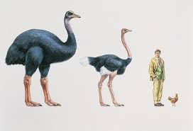 SchnellAllyssa's tweet photo. Did you know that Madagascar was once home to an enormous flightless bird called the Elephant Bird. It was about 10 feet tall. Imagine running into that thing in the wild. #ees028 #sixthextinction https://t.co/f7ZI3fKUhs