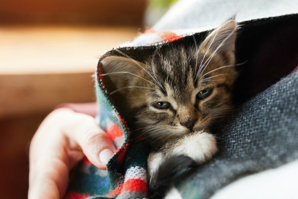 Katie McGrath as kittens, a necessary thread