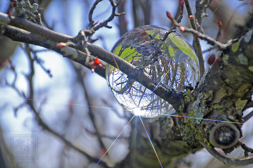 Just got in from taking a round of photos of my #CrystalBall up in the #CrabAppleTree. Have my #starFilter in with this shot. (4-20-2020) #CanonFavPic #Photography #CrystalBallPhotography #nature #Tree #KevinPochronPhotography