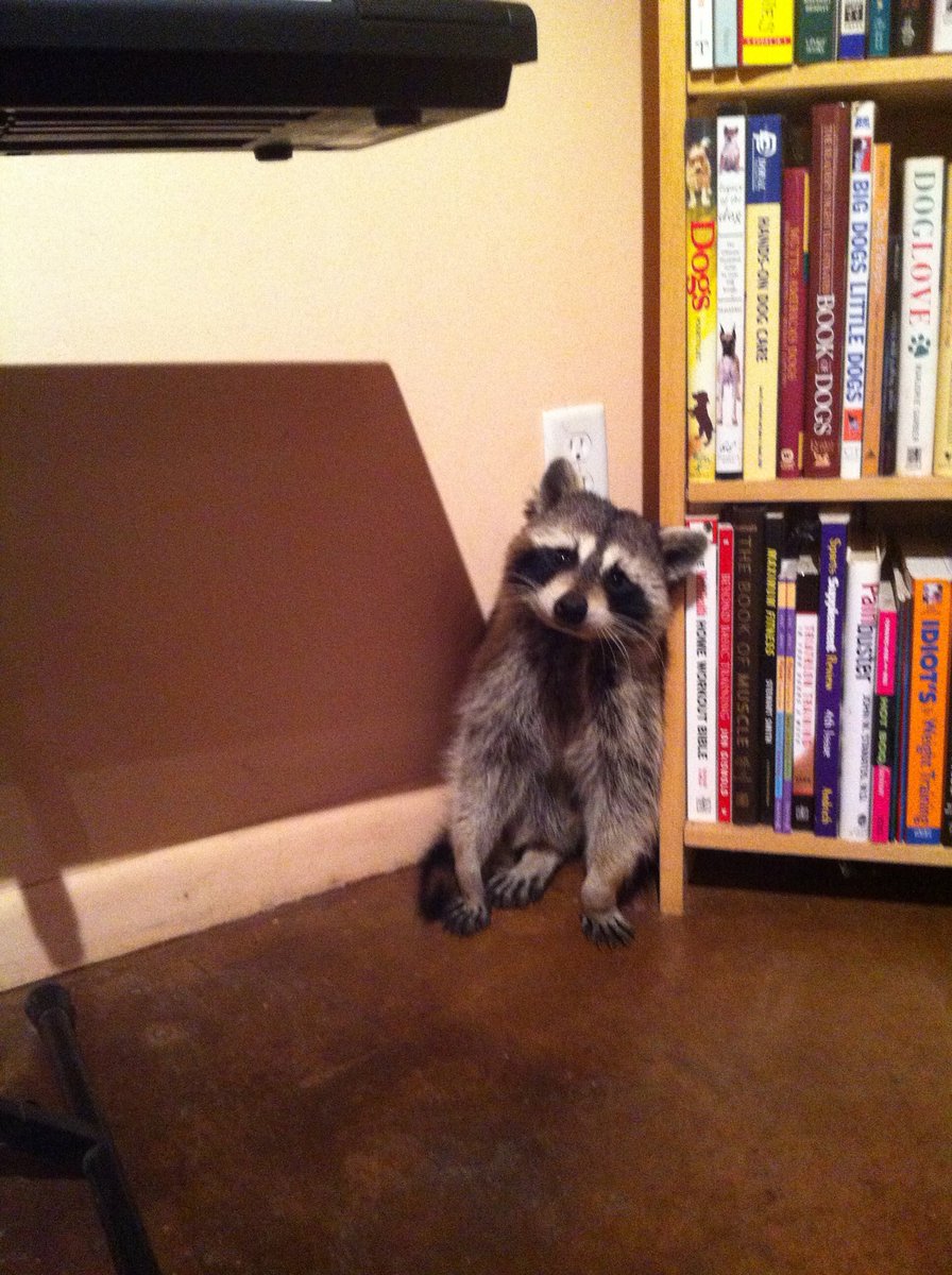 The raccoons are returning to the libraries. Nature is healing.