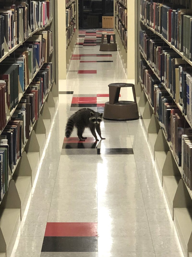 The raccoons are returning to the libraries. Nature is healing.