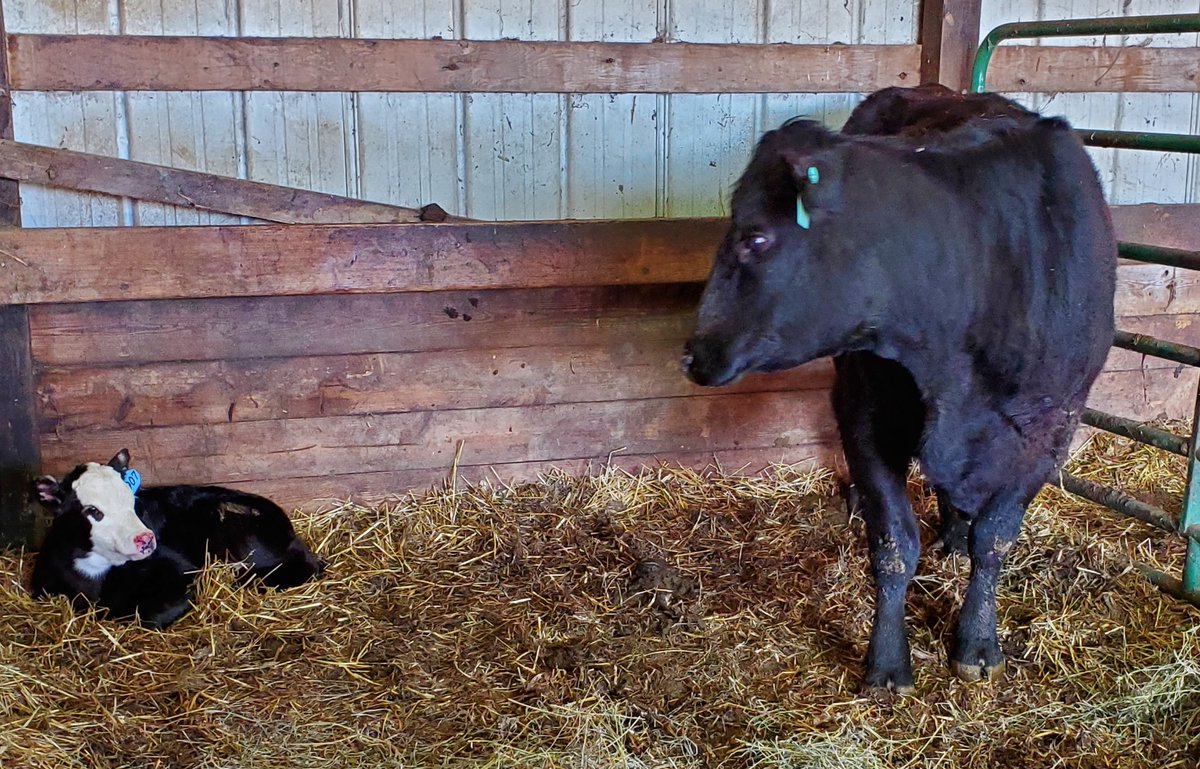 Sometimes life on the farm pulls at your heartstrings. This momma lost her baby unexpectedly this weekend so we needed a replacement. That replacement is my bottle baby Bo. I've been feeding bo 3 times a day for nearly 3 weeks but now its time for him to have a cow momma!