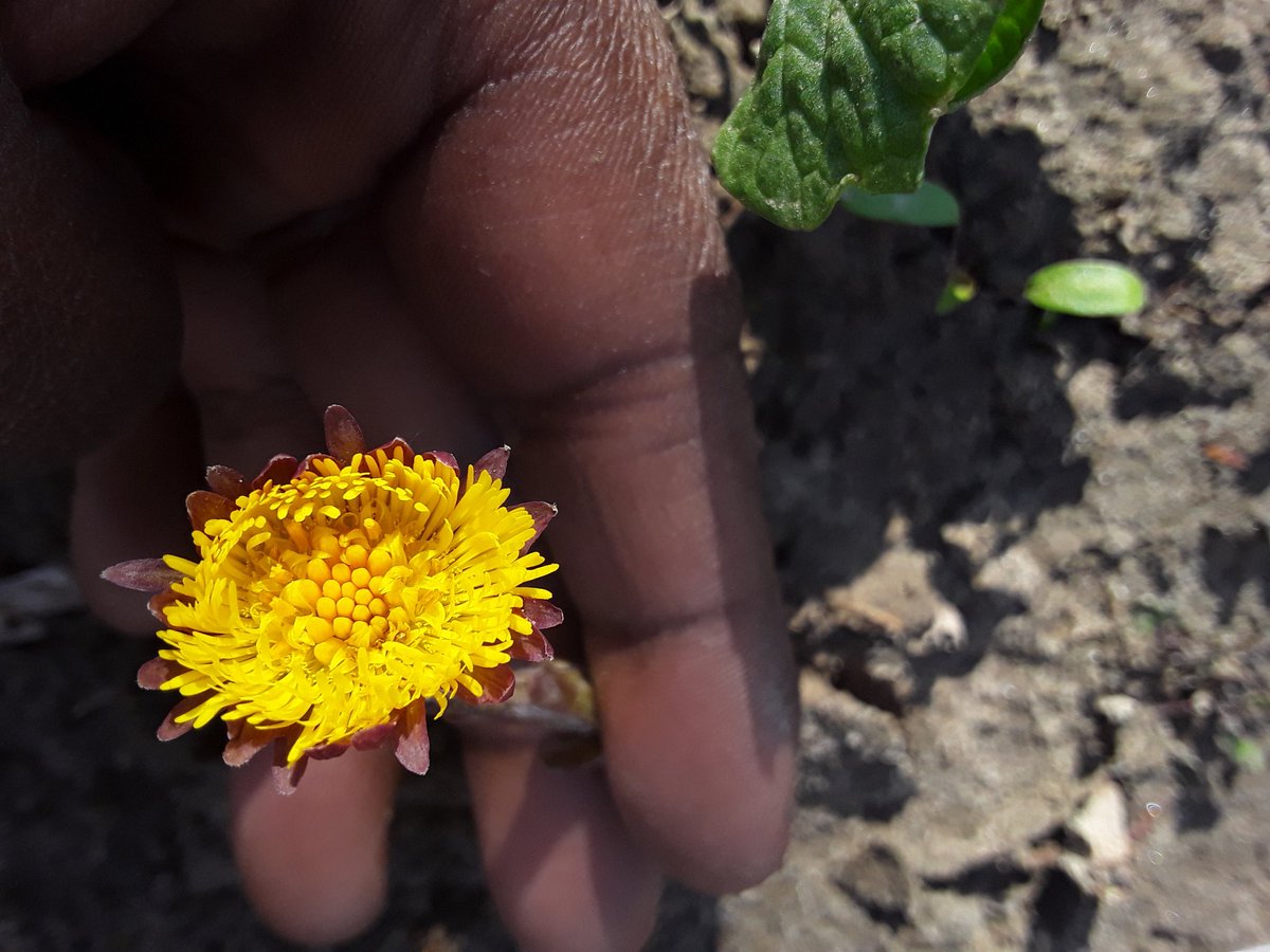 Thought this coltsfoot was a dandelion