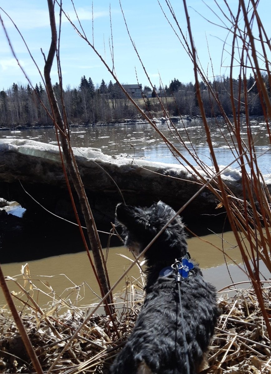 danielle_grant8's tweet photo. I'm pretty sure my dog is loving this pandemic because he gets to go for walks in the river valley every day https://t.co/ZjQui5MCkl