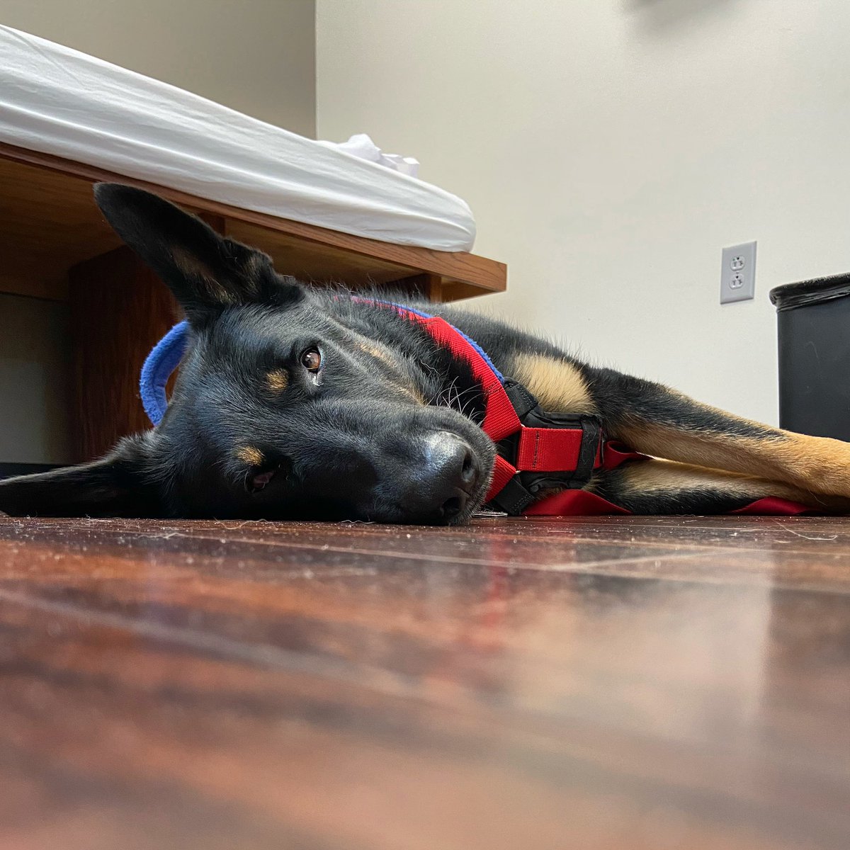 techncolorzebra's tweet photo. It’s hard being a #servicedog but someone’s got to do it. #gunnertheservicedog #slsdgunner https://t.co/fiP0bxh40t
