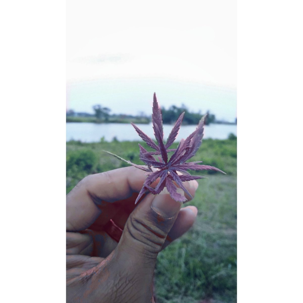 TanvirJ97529556's tweet photo. A little buddy,
Weather is going to make me fucking high.
Lets roll up😉
#canabiscommunity
#weedleaf
#stoner #milioniar
#smokeweedeveryday
#iloveweed #purplekush
#fuckinghigh https://t.co/0Zr1BGTnsI