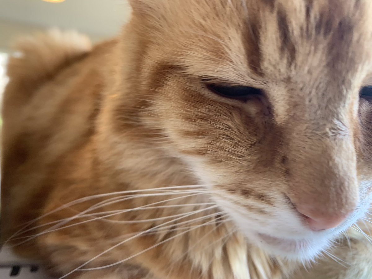FelineGourmet's tweet photo. Giving my Mum a boop to show her how much I appreciate #kittynoseweek!
#ShowUsYourNoses, #catsoftwitter! Remind our mask-wearing what a cute nose looks like, and cheer then up during a tough time.
🧡🧡🧡 to our friends. https://t.co/Xtle0omLPj