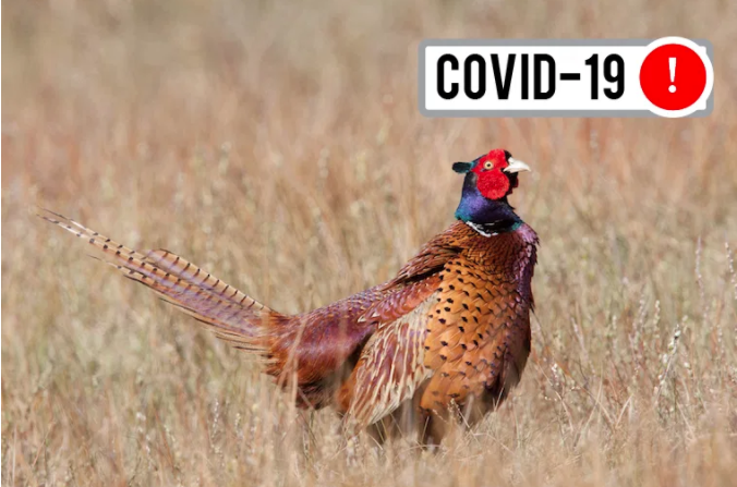 OODMag's tweet photo. Pelee Island pheasant hunt cancelled during pandemic.
https://t.co/WS41v8T4fM
#Hunting #Outdoors #Pelee #PeleeIsland #Pheasants #PheasantHunt #SmallGame #COVID19 #COVIDON #Pandemic #ModifiedOperations #WFH #SocialDistancing https://t.co/bkNziRWrUI