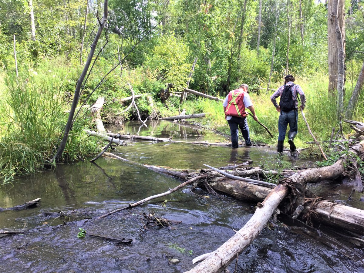 SecwepFisheries's tweet photo. Job Posting - Kamloops
#FisheriesBiologist (1 yr maternity leave position)  
BSc in Biology or related discipline essential
RP Bio or equivalent preferred
Min 4 years exp in fisheries biology or related discipline

For full posting send message with your email.
Closes May 8. https://t.co/8gfAM8blbr
