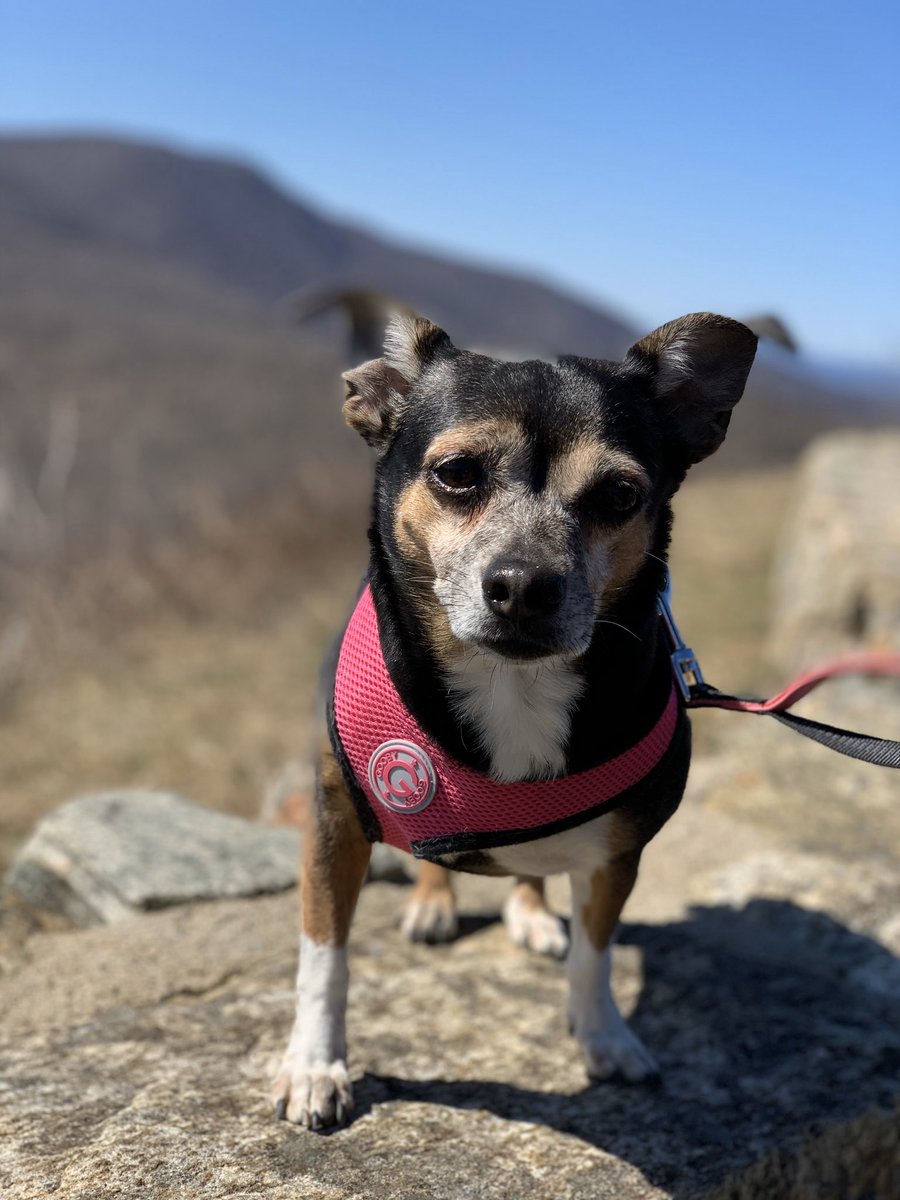 MissLoVuolo's tweet photo. @arcola_dragons Spirit Week! Today is pet day!! This is my dog Olenna! This is her enjoying a hike at Shenandoah National Park last month. @First_Grade7 https://t.co/nl0E1Bejr3