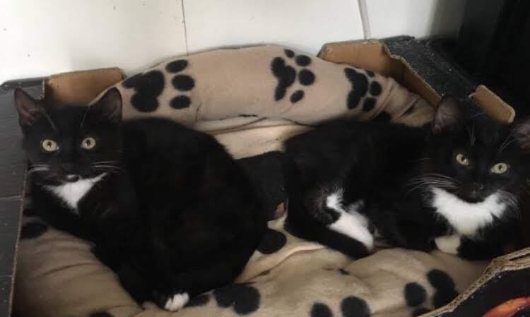 20 April 2019 we rescued  #MerryAndPippin. I saw them on Facebook adoption centre, was told they were brothers and they’d be sad if we separated them (the pic I saw)