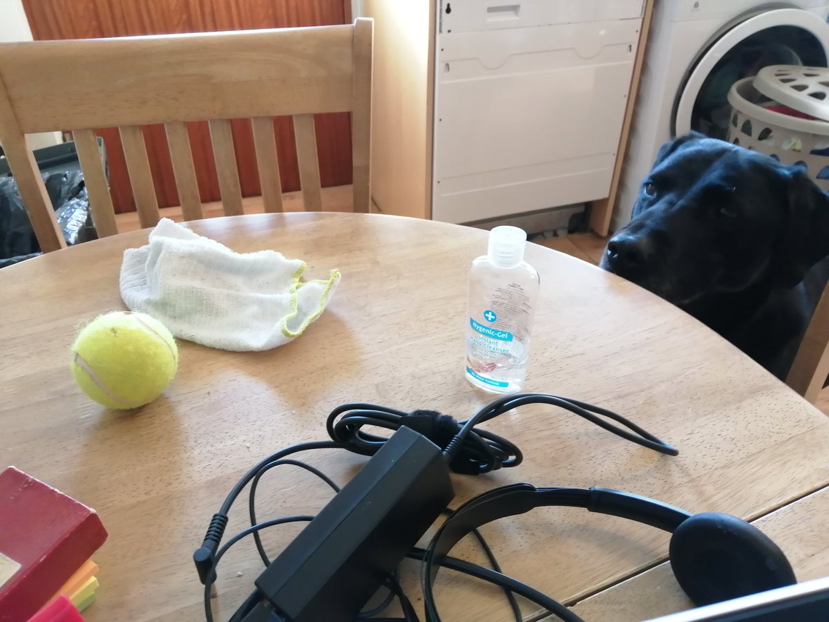 louwalk22's tweet photo. You may see my lovely face on team calls, but on the other side of the laptop is dog waiting patiently for his ball.... https://t.co/waIDQxKu8H