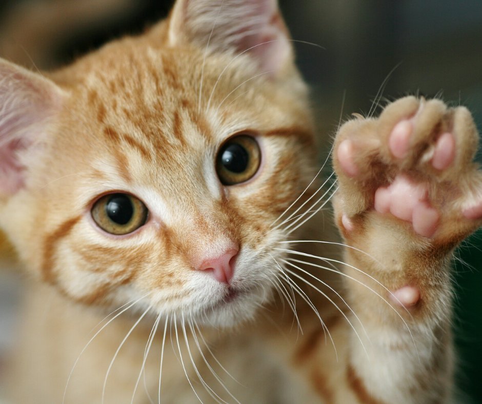 CustomMech's tweet image. When in doubt, call us out! You can be PAWsitive that we'll never leave you hanging when it comes to an HVAC issue. bit.ly/2UnaQRB