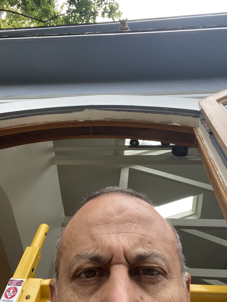 madrid_mike's tweet image. I am at war with this squirrel. For the past week he’s decided to make a home in an eave above my ceiling and I can hear his every move. All day.
