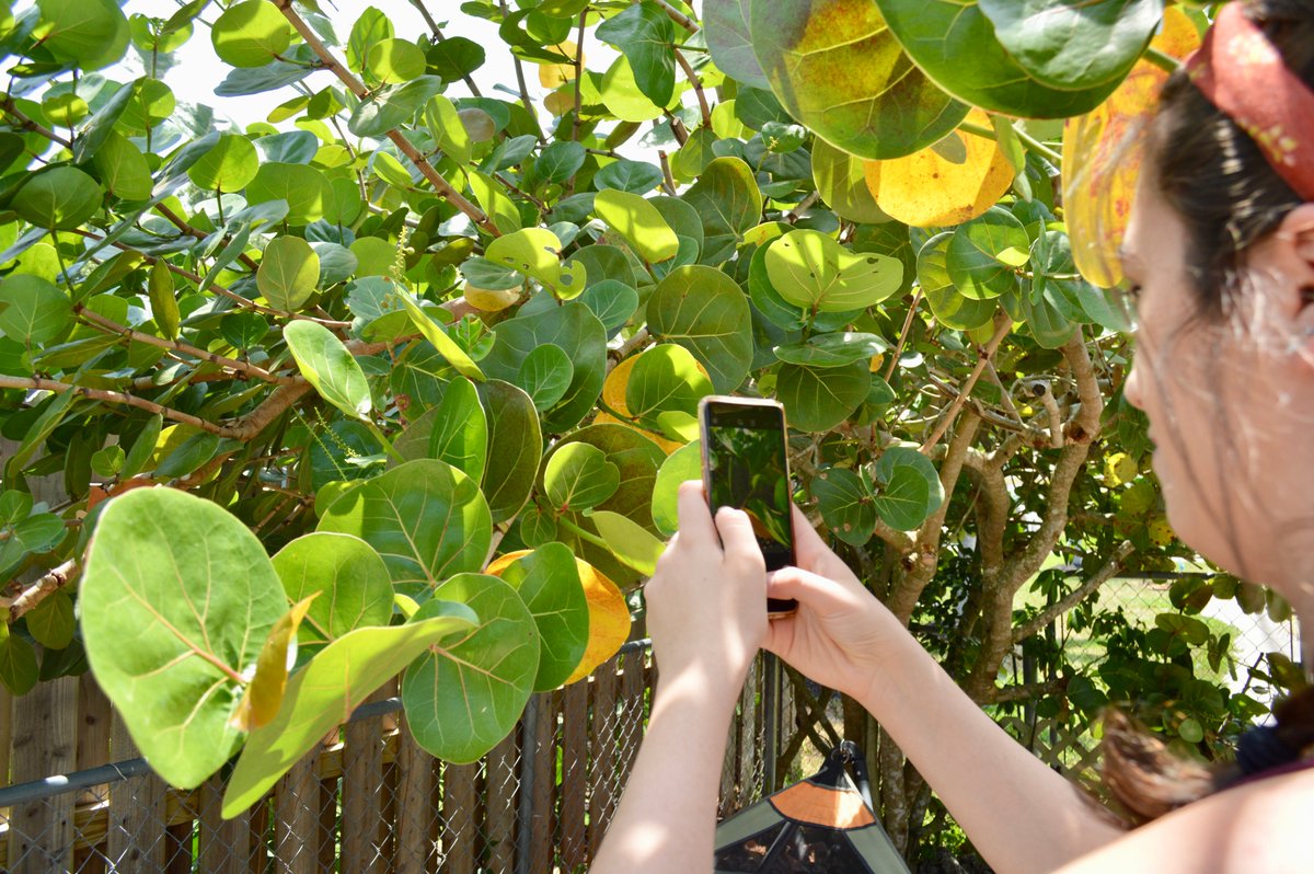 NaplesBotanical's tweet photo. It’s time to get serious, budding naturalists! Today, learn how to download and use the @inaturalist app before the launch of #ProjectStayPlanted on Wednesday! https://t.co/foNsSS7wuW https://t.co/mUYHBZfCVM