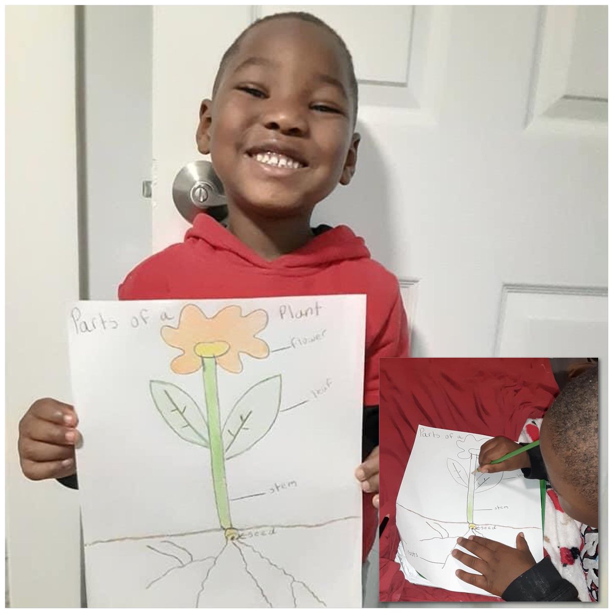 RCPS_EarlyLearn's tweet photo. This week are learning about the parts of a flower 🌸🌺.
##science #partsofaflower #science https://t.co/hcLsaur0qW