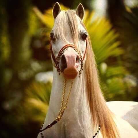 نلتقي بأرواح لم نعرف ملامحها
و نحب كلمات دون النظر من يكتبها
و نبكي مع عيون لم تبصر عيوننا
و يبقى حب الروح أسمى ما عرفناه
مساء الخير