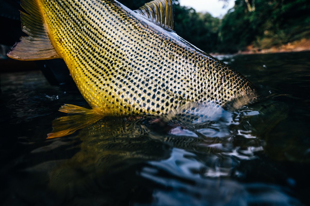 jungleangler's tweet photo. Is there a finer fish?!
Ph: Nick Kelley 
#flyfishing #untamedangling #tsimane #tsimanelodges #flyfish #jungleangling #jungleflyfishing https://t.co/dPtl8UKvtM