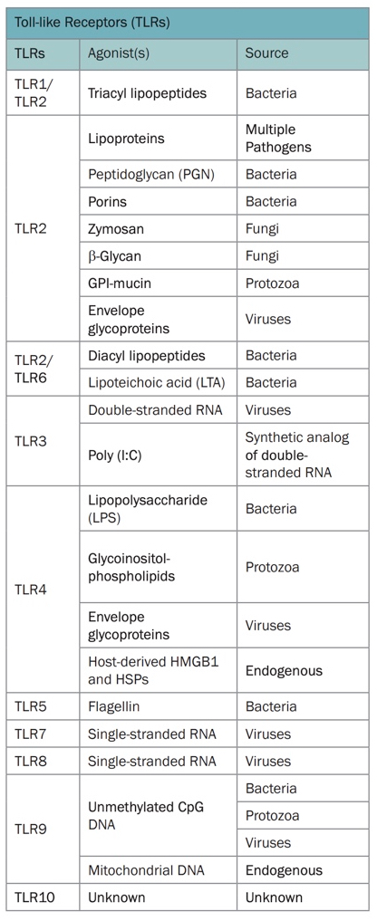 TLR7 allows the innate immune system to recognise single-stranded RNA viruses like SARS-COV-2. If women express twice as much TLR7 than men this may result in more efficient viral clearance, improving outcomes  https://www.cell.com/pb-assets/products/nucleus/nucleus-phagocytes/rnd-systems-tlr-br.pdf