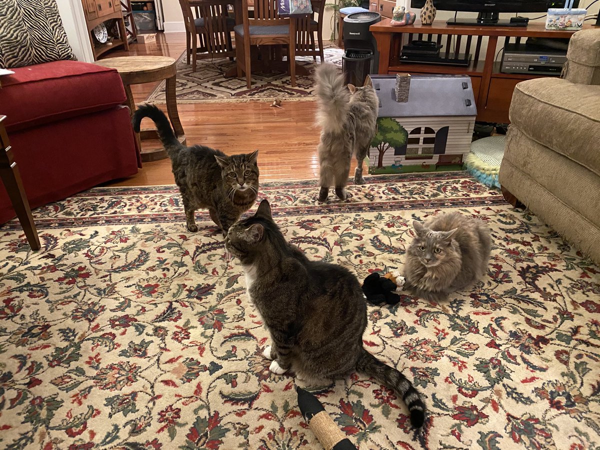 Here we are gathered waiting for bed snack after an exhausting day supervising CO and monitoring wildlife from the screen porch. There is a baby bunny hopping around in the yard of late. Clockwise from top left is Eli, Arlo and Behati. I am in the center acting nonchalant.