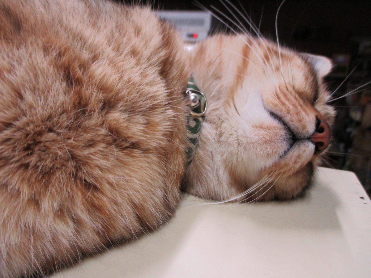 739Yu's tweet photo. #とろねこチャレンジ

胸毛の主張 https://t.co/t9CeA2eVeR