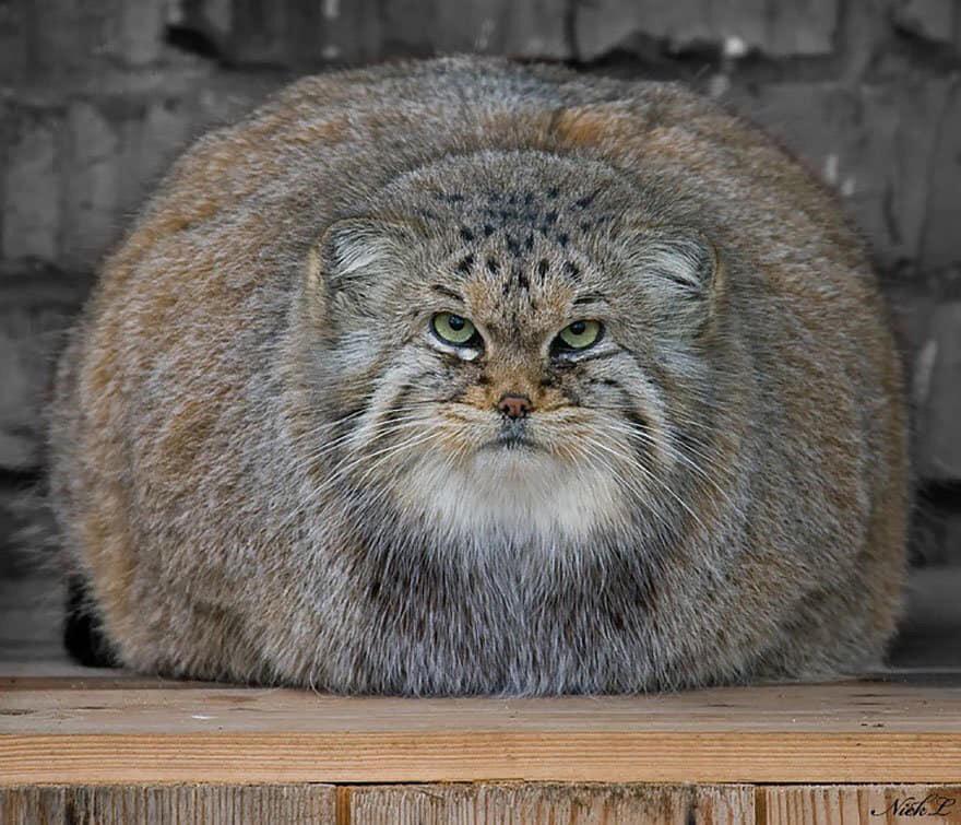 Pallas cats are good round bois, perhaps best described as an "absolute unit"This is because they have the longest and densest fur of any cat to help keep them warm on snow or frozen ground.In reality, they are about 5-10 pounds, or, the size of a small to medium housecat.