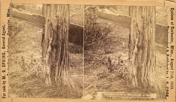 17. A timber blown through an oak tree by the force of the storm.