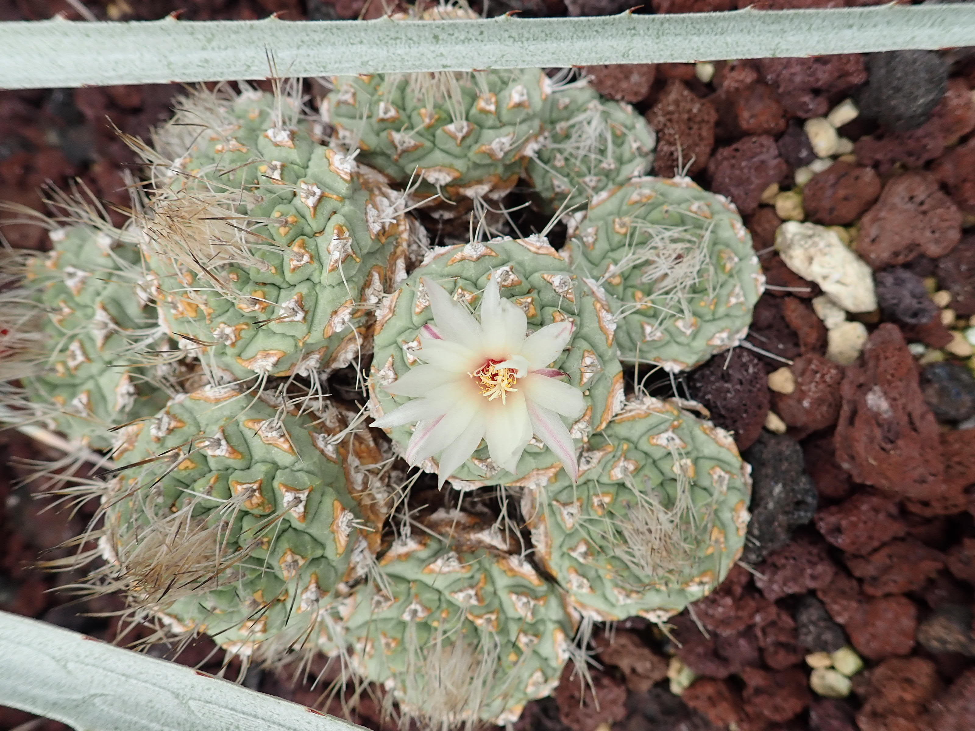 神代植物公園 ニュース スタッフより 園芸係 大温室乾燥地室でサボテン 菊水 の花が咲きました 菊水 は メキシコ南部原産の小型のサボテン 自生地が限られていることや違法採取により数が減少しており ワシントン条約で取引が規制されている