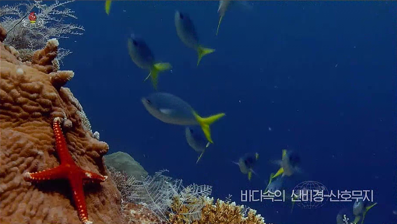 martyn_williams's tweet photo. Business as usual on North Korean TV right now with a nature documentary. https://t.co/9o62jvJ9QC