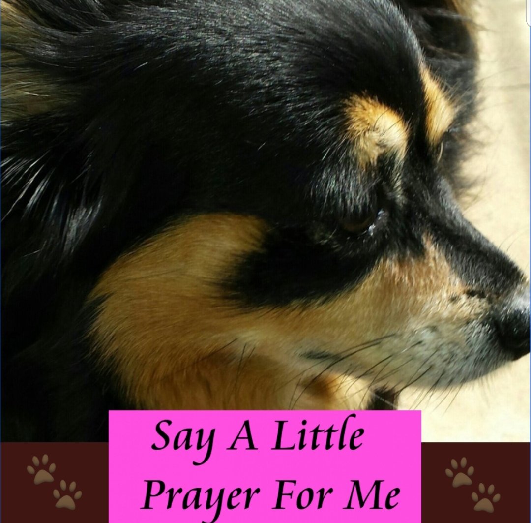 loveforrealstar's tweet photo. @parississyandme she's been
by my side
through it all
our heart
our daughter
our  baby
our joy
sissy😢
im afraid to 
take my eyes off her #ourstory #foreversissy #fourpaws please God protect our little girl🙏 #DogsofTwittter Gracie Anne https://t.co/BcjMb8N4Z6
