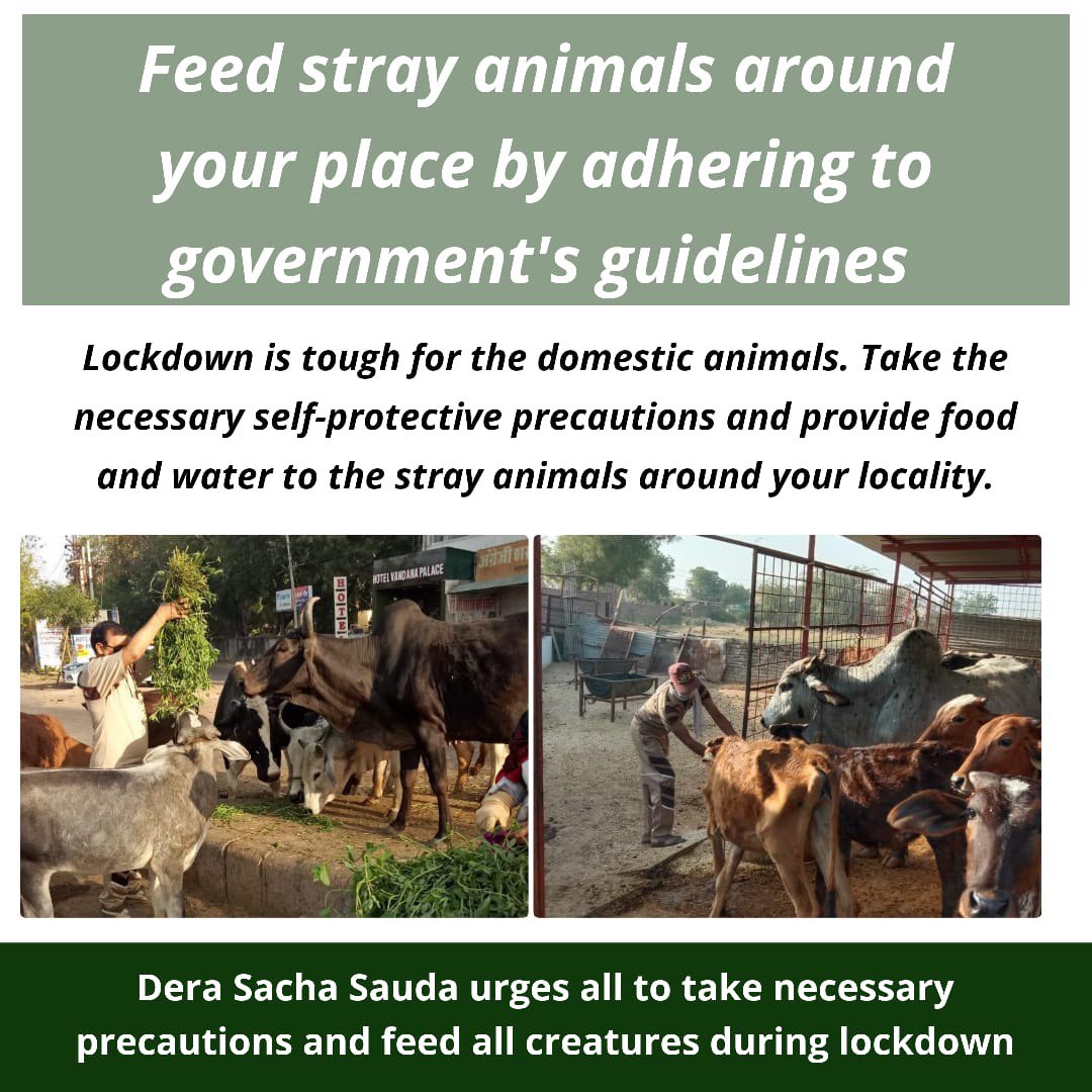 all creatures feed and pet