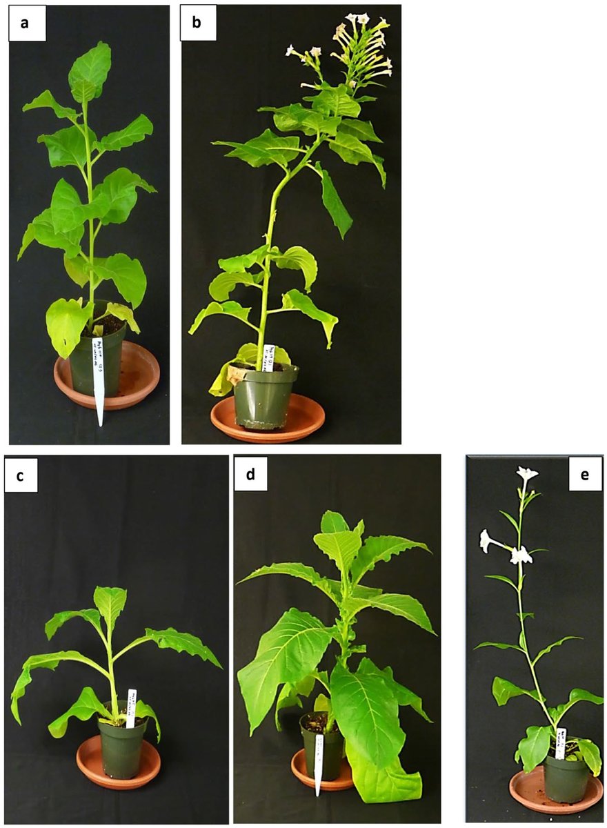 日本植物学会 Jpr Onlinefirst タバコ属の種間交雑種におけるアシル糖アシルグループの遺伝パターン ナス科植物では葉の表面にある毛がアシル糖をもち 防御などにはたらいています アシル糖の種類は種によって異なり 本研究はタバコ属内種間交雑の影響