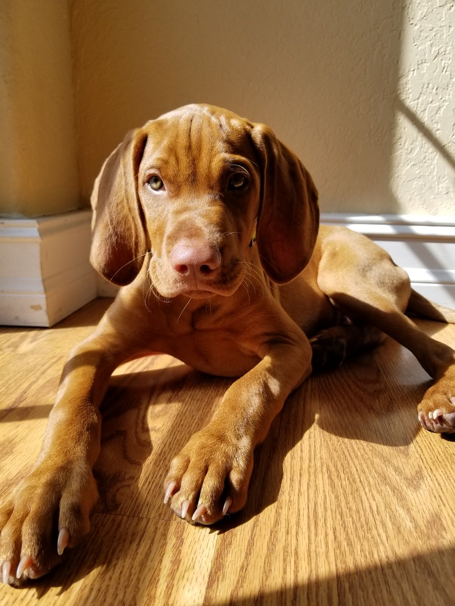 sachinpawa's tweet photo. So the below puppy (My Nephew) has grown up and decided to be an influencer. He is getting massive impressions on @amazon #puppylove https://t.co/SusevRLpm4