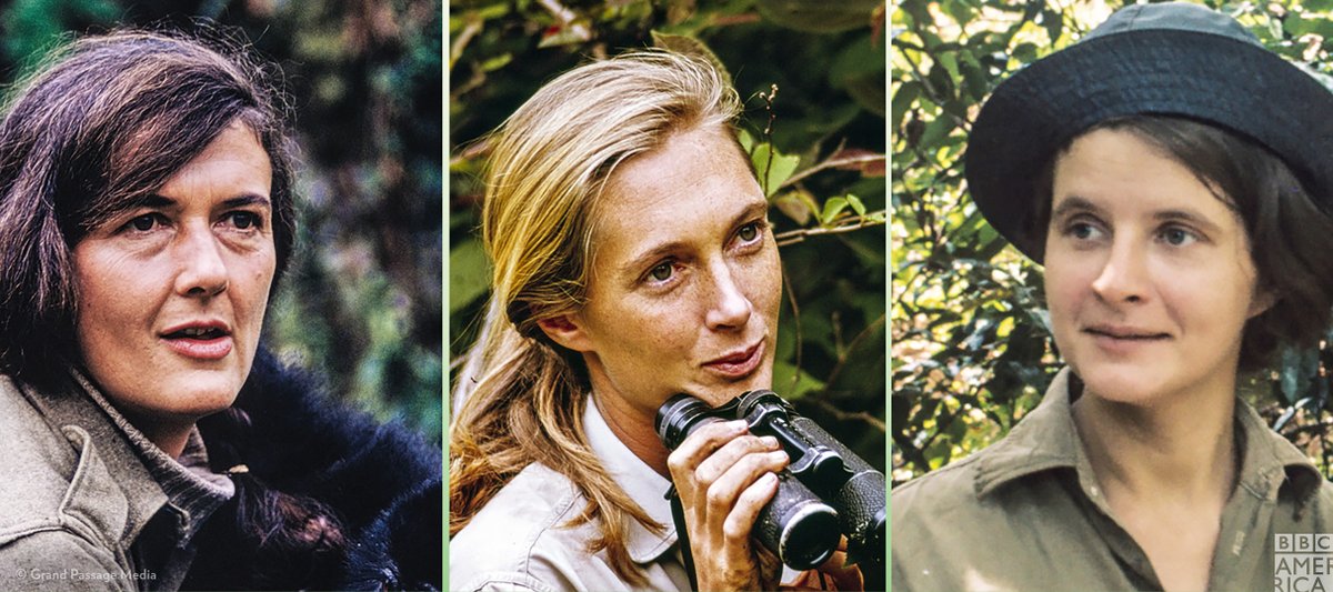 Wonderstruck's tweet photo. Tomorrow is #EarthDay50. Celebrate our incredible planet with the three extraordinary women who made wildlife history. #SheWalksWithApes premieres tomorrow night at 9pm on @BBCAmerica. https://t.co/AO22kheuTQ