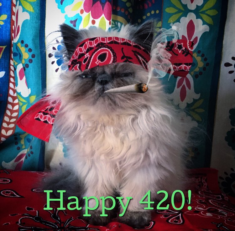 HollidaysStache's tweet photo. Willie Nelson the cat said she wanted in on the 420 celebrations! @LuckReunion @WilliesReserve #ComeAndTokeIt #passleft #Happy420 https://t.co/jj2UlI70W8