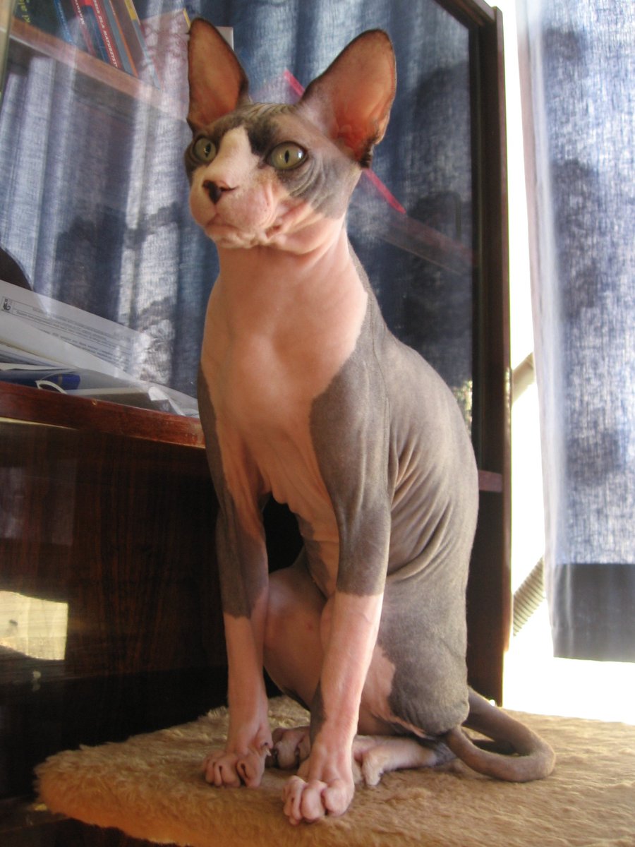 Finally, the specific rare disease associated with KRT71 is hypotrichiosis  https://en.wiktionary.org/wiki/hypotrichosis  https://www.omim.org/entry/608245 In fact I just learned that what makes the Sphinx cat hairless is a mutation in KRT71  https://www.ncbi.nlm.nih.gov/pmc/articles/PMC2974189/