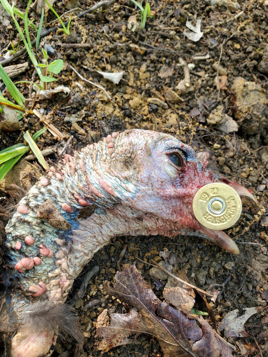 pattonboysdad's tweet photo. Jenna's brother Chris took down his 1st gobbler this morning! #leadhead #greatmemory https://t.co/0DDBzQLhuh