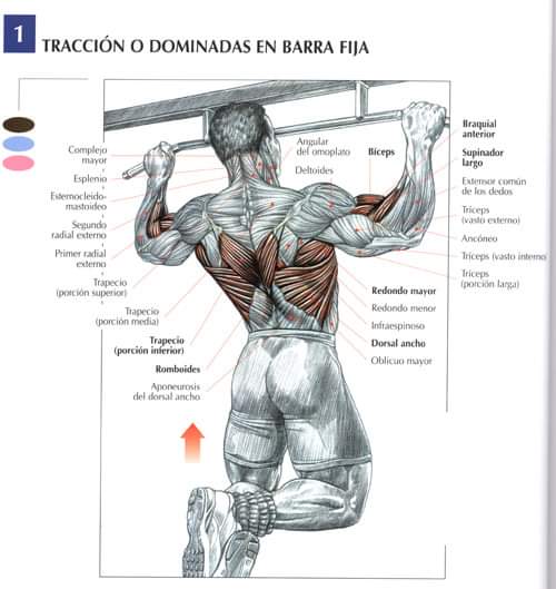 medifisik's tweet photo. Algunos ejercicios recomendados para tu rutina de espalda y recuerda que tenemos tambien el servicio de asesoria en entrenamiento y rutinas de gimnasio para saques el maximo provecho a tu entrenamiento.@medifisik https://t.co/kAur2Zg74C