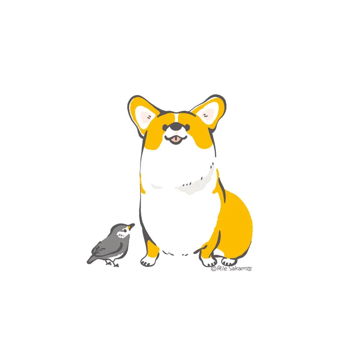 ペロッ(3/5)
#corgi #コーギー #ムクドリ 
