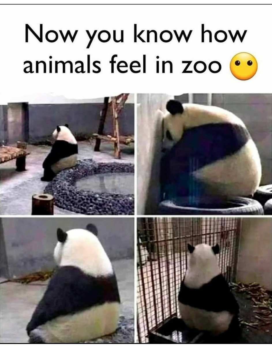 SCInspires1's tweet photo. We all know clearly now what it feels like in a lockdown! Right ? Think deeply how these animals feel like entire life?Please do not go to zoos, that's not their home.🙏 #banzoos #animalrights #letanimalsbefree #lockdowneffect #lifebehindcage https://t.co/xFNhE2UEVA