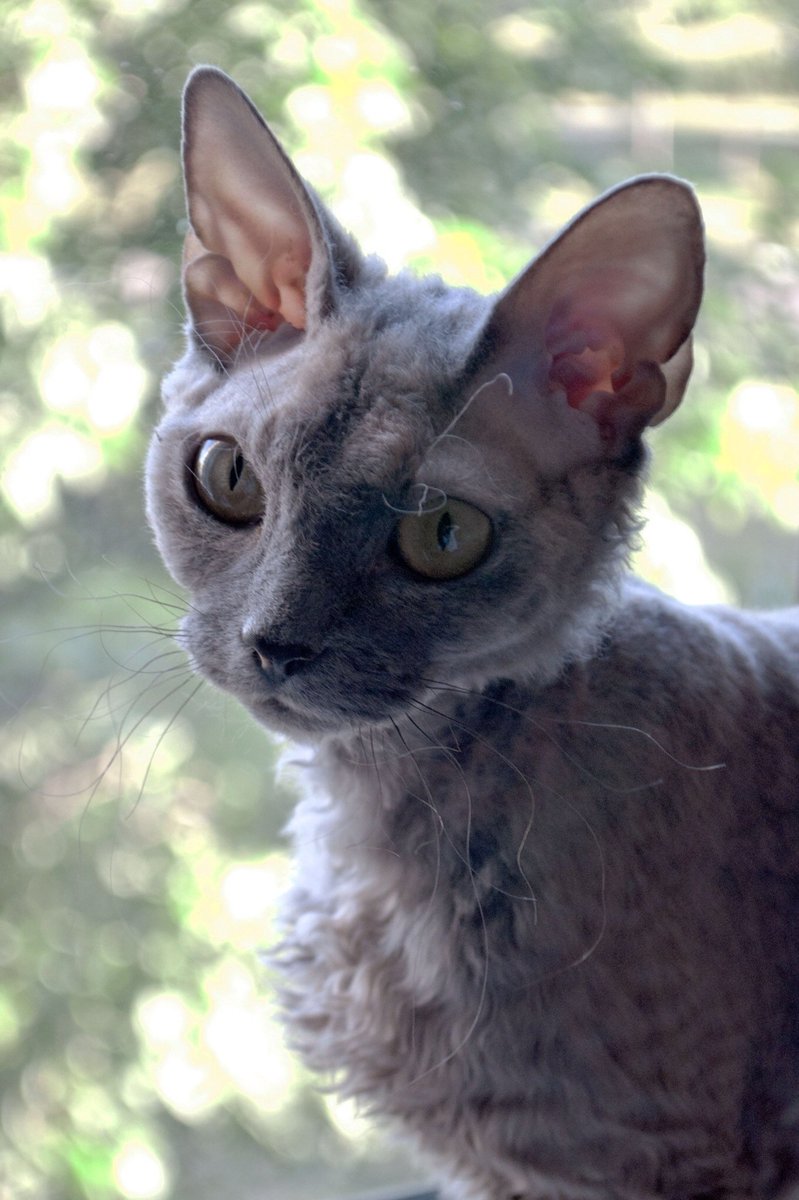 So KRT71 would be a very reasonable suggestion for the causal gene. The presence of 19 paralogs at the locus clearly complicates things.Bonus cat - turns out the Devon Rex breed is due to an alternate allele at KRT71  https://en.wikipedia.org/wiki/Devon_Rex 