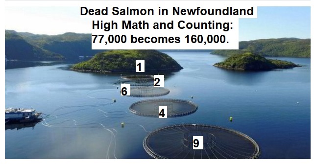 ProtectOurShore's tweet image. Cooke Aquaculture,to no surprise to anyone from WA State, now says 160,000 died in NF CA, not the originally reported 77,000.
Revision: intrafish.com/salmon/cooke-a…
Original: cbc.ca/news/canada/ne…
#highmath #waleg #pugetsound @twin_bays @protectourbay @wildfishNW @UBCIC #smokescreen