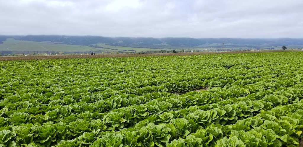 We may be living in uncertain times, but the #organic
crops of #California don’t know that and they continue to follow the well-worn path of their ancestors: "The food is still here. We are still growing," <a href="/LakesideOrganic/">Lakeside Organic</a> <a href="/OPNnow/">Organic Produce Network</a> bit.ly/2XUAkdJ | #farming
