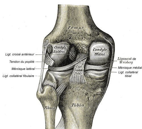 pipoulou_kgb's tweet photo. ⏩et des nerfs faisant naitre ses derniers du cerveau. Il pressent leur rôle moteur et sensitif. Il utilise le même nom pour désigner les nerfs partant du cerveau et de la moelle et "ceux"(en fait ligaments et tendons)qui unissent les os entre eux et les muscles et os entre eux⏩ https://t.co/pVAhdoPixd
