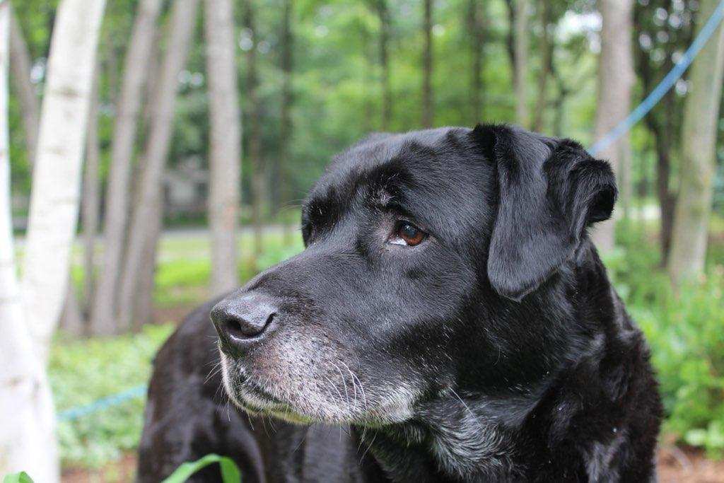 saw_johnson's tweet photo. @millerj600 @kara_bishop7 Bentley enjoys long walks on the beach and hopes to one day be the spokesdog for Touch of Grey. https://t.co/1KkNkjkW5t