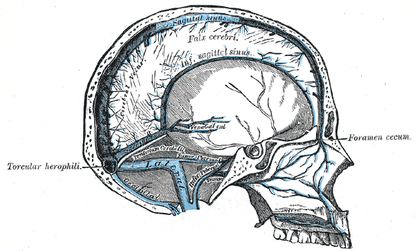 pipoulou_kgb's tweet photo. ⏩#Herophilus réfute les théories d'Aristote sur les fonctions du cerveau et du coeur. On lui doit la description des sinus veineux du crâne dont la réunion à la face endocrânienne de l'écaille occipital s'appelle encore le pressoir d'Hérophile, ou citerne, torcular. ⏩ https://t.co/v2TGdzP3ou